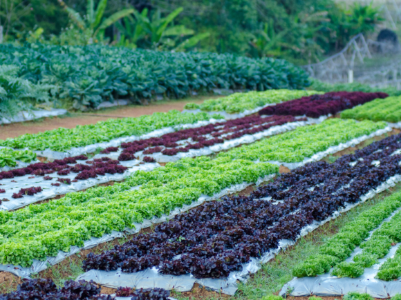 Advocating for Organic Farming at Scale