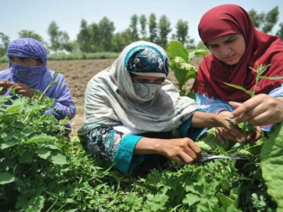 Empowering Women with Green Energy: Building Resilient and Sustainable Communities