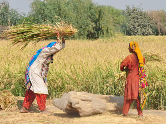 خواتین کسانوں کے لیے جدوجہد: بہتر زرعی طریقوں کے لیے معلومات تک رسائی کی اہمیت