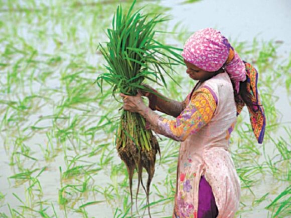 Promoting Gender-Responsive Decision-Making in Agriculture: Empowering Women Small Farmers