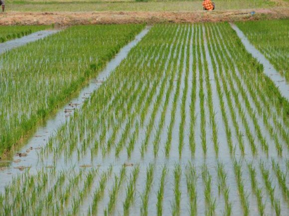 Women Small Farmers Taking the Lead in Decision-Making Processes